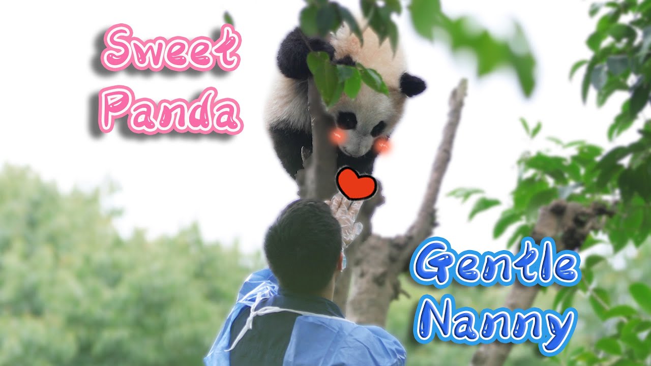 So Sweet! Panda Enjoying The Gentle Pat | iPanda