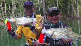 Casting for Two-barred Sebarau, exciting lure fishing!