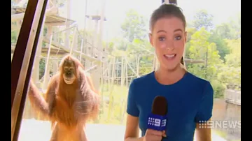 CREEPY SMILING ORANGUTAN STARE