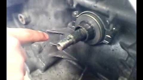 collarin pointer del tio ricky