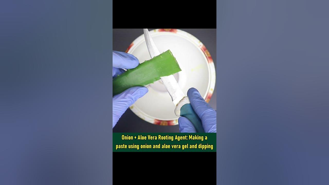 onion-rooting-hormone-hack-garden-hack-shorts-garden-youtube
