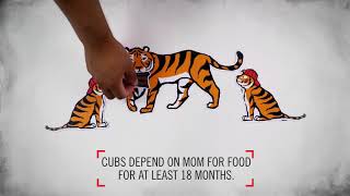 Tigertorial
Tigertorial Tigertorial