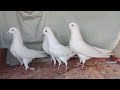 Top quality allahabdi bedagkaldumekalpare kaldume garre kabutarsayyed pigeon loft7021412370