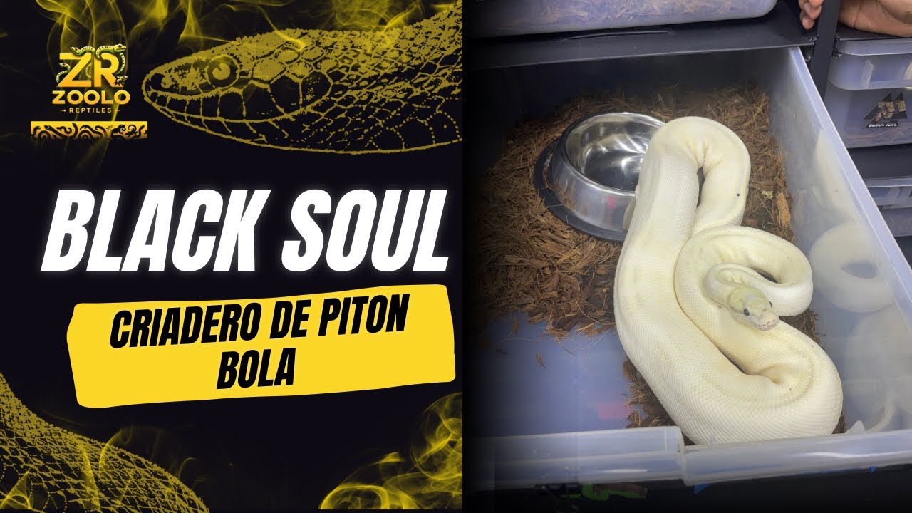 Entrevista Criadero de PITÓN BOLA Black soul