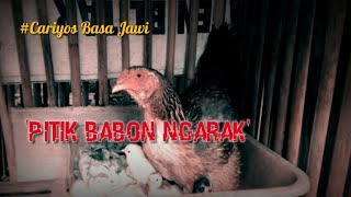 Download Lagu PITIK NGARAK || Cariyos Basa Jawi #radiodrama #video #story MP3