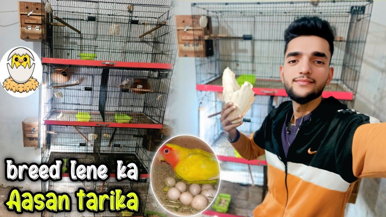 Apna 🦜 Parrott sa breed Lena ka asan 🥰Trika azmay