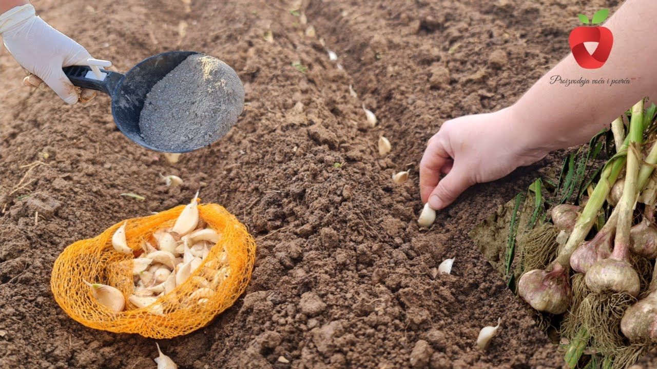 Удвойте урожайность чеснока: перед посадкой обязательно добавьте его в почву.