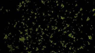 Animate green leaves flying around on a black background
