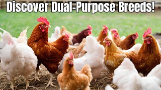 Top 10 Fast-Growing Dual Purpose Chicken Breeds | Highest Average Daily Gain | Meat and Egg