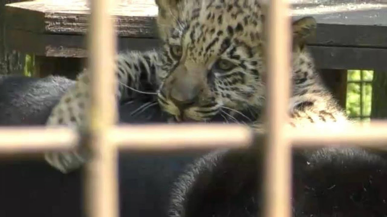 母（ミワちゃん）を追いかけるジャガーの赤ちゃん♪とべ動物園にて