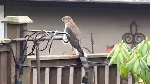 Shaun Spots a Cooper