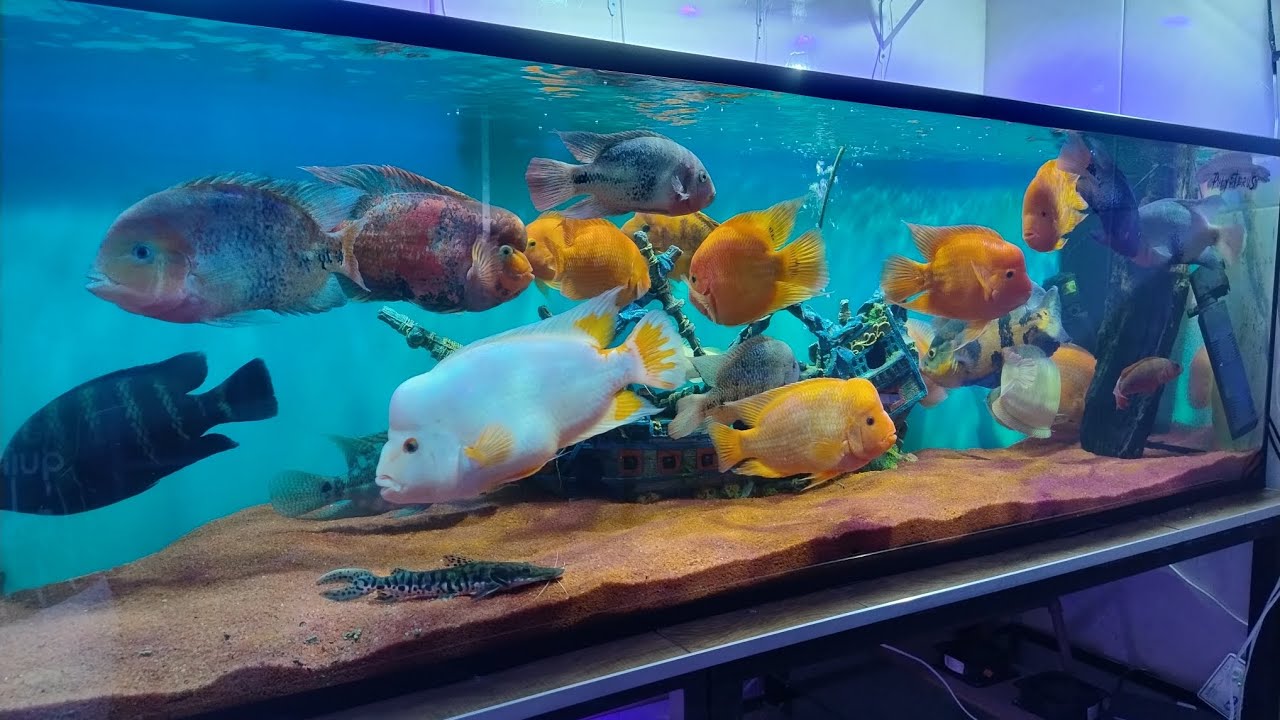 jumbão raiz, só monstros