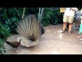 Great Argus Pheasant Mating Dance (argusianus argus)