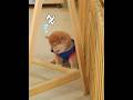 Who can resist a dozing doggo? /隅っこでうとうと子犬🐶 #癒やし動画 #柴犬 #眠る