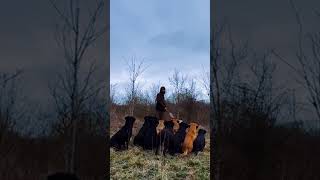 funny dogs compilation 😂🤣😅#295 by Doggy Lands No views 11 months ago 1 minute, 7 seconds