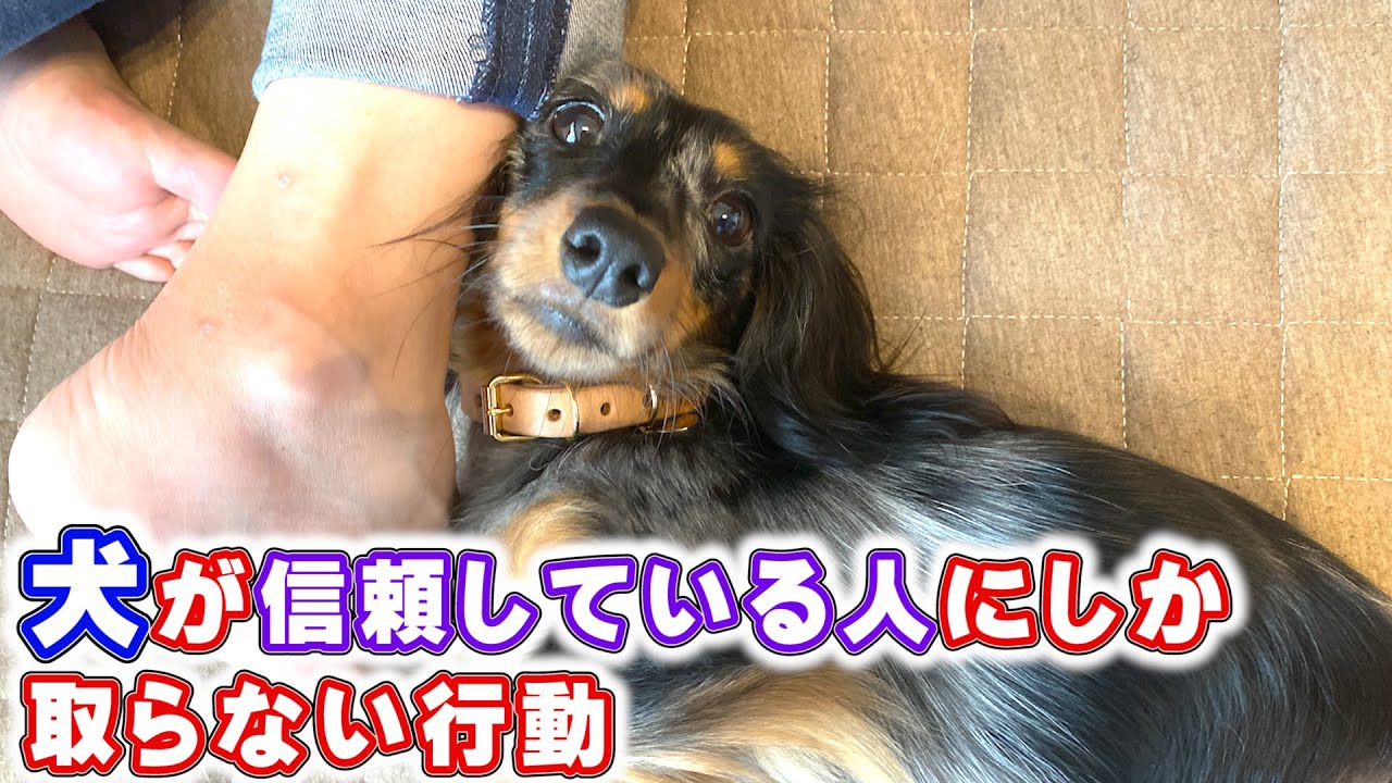 犬が信頼する人だけに取る行動5選 飼い主と犬との信頼関係がわかります Youtube