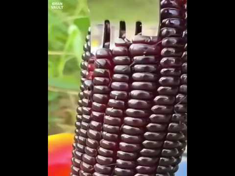 दुनिया की सबसे महंगी खाने की चीजें