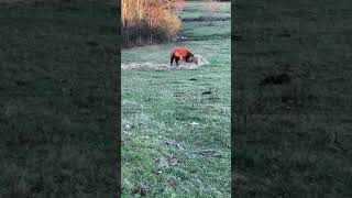 Hereford bull unrolling a bale of hay