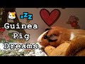 Guinea pig love8 hours of bliss and relaxation for pets