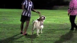 Hana Obedience trial CCD 7th May 2016 95points first place