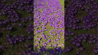 A royal purple carpet in the King’s Garden of Rosenborg Castle 🏰💜🇩🇰