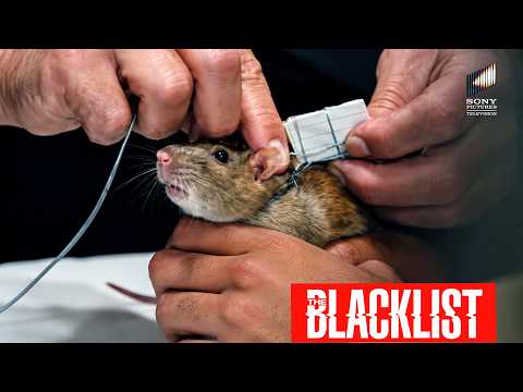 A Rat on a Mission & Red Takes on the Case | The Blacklist