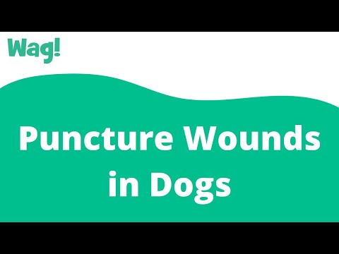 Puncture Wounds in Dogs | Wag!