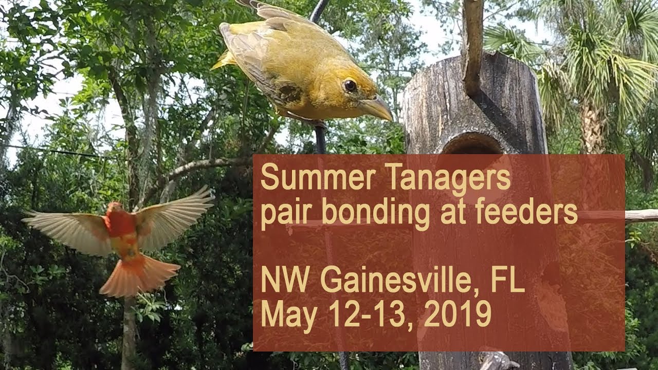 Summer Tanagers pair bonding at feeders