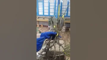 Как правильно обрезать побеги саженцев розы при посадке в грунт