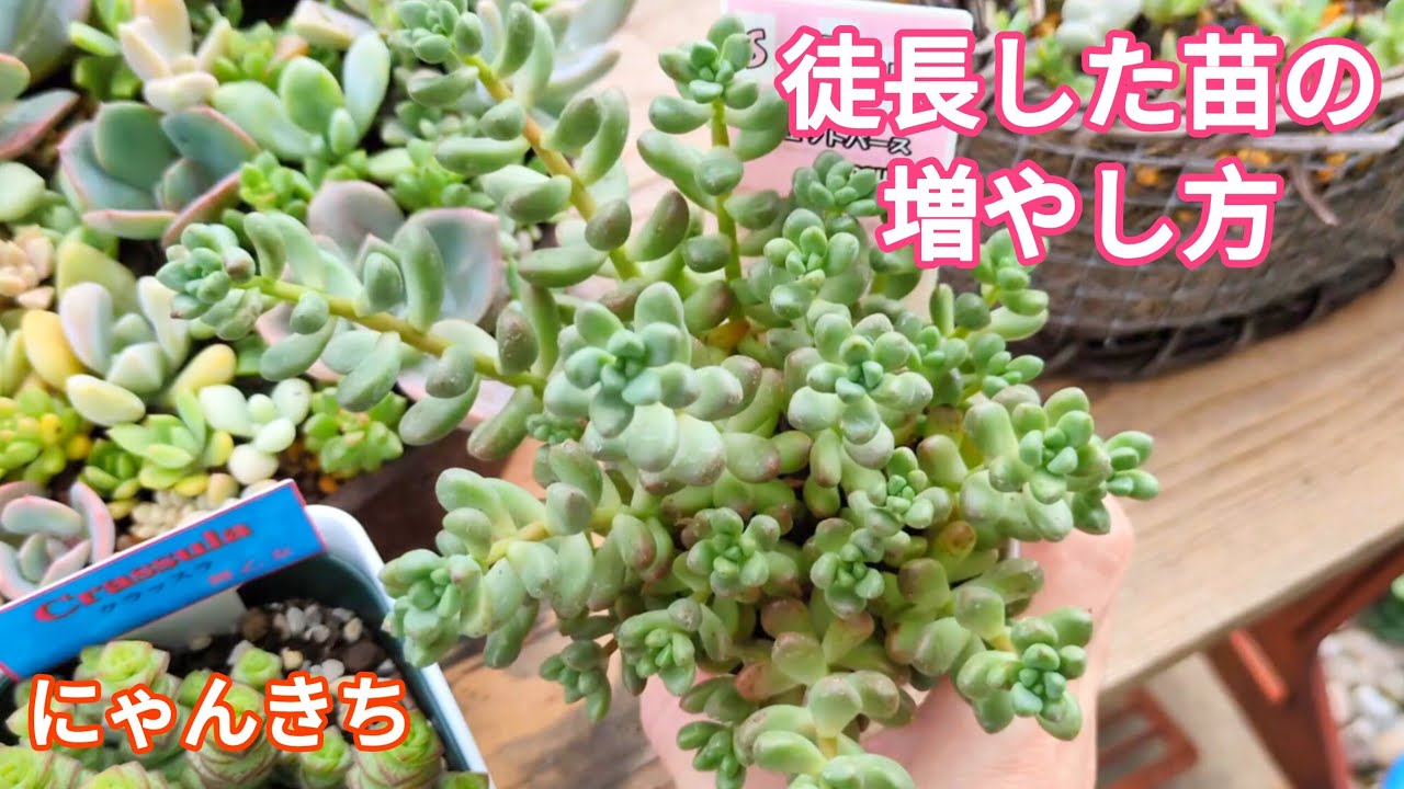 Succulents] There are plenty of places to cut your etiolated