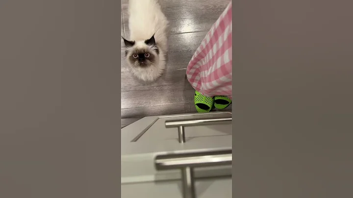 Video 11900591: persian himalayan kitten cat, persian cat kitten meowing