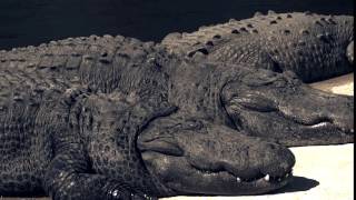 Alligators taking a nap