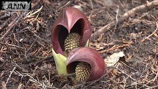 春を告げる「ザゼンソウ」例年より1週間早く開花(20/02/23)