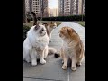 You let them look at other cats! Got beaten up, huh? Hahaha