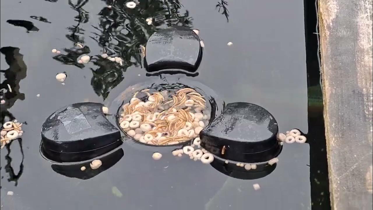 Floating Skimmer Koi Pond Modify YouTube