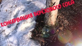 Сбор И Консервация Берёзового Сока. Весна. Якутия 2019.