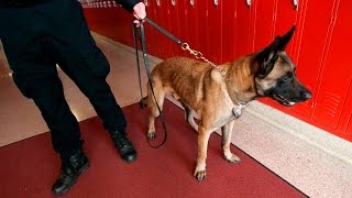 Explosive-detecting K-9 sniffs out danger