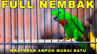 Burung Serindit Nembak Gacor Bikin Emosi Semua Burung #serindit #masteran #birds screenshot 3