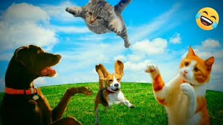 Funny Cats 🐈 and Dogs 🐕 / Funniest Animals 😂 2023