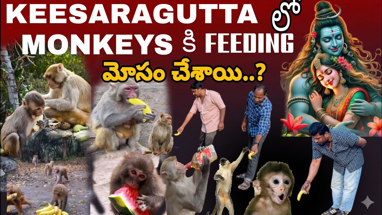  Keesaragutta Temple Monkeys Vlog | Feeding Bananas & What Happened Next? 🍌26 February 2026