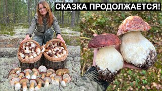 ПОСЛЕ МОРОЗОВ ГРИБОВ ЕЩЕ БОЛЬШЕ! НЕУЖЕЛИ ТАК БЫВАЕТ? ЗАМОРОЗКИ И СНЕГ - НЕ ПОМЕХА БОРОВИКАМ