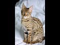 Serengeti cat の動画、YouTube動画。