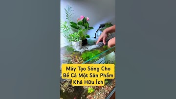 Bể Cá Thủy Sinh | Máy Tạo Sóng Cho Bể Cá Sản Phẩm Khá Hữu Dụng.