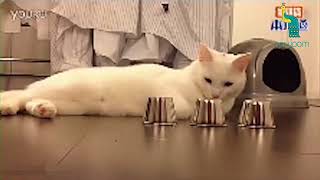 القط يلعب لعبه, ولكن النتيجه النهائيه هي ....؟هل تستطيع اختيار الكوب اللذي يحوي الطعام ؟! screenshot 5