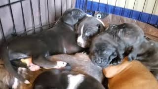 Staffy Pups 2 Weeks And 3 Days Old.