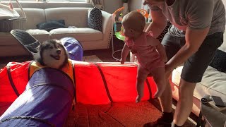 Giant Dogs Play In Tunnel With Crawling Baby! (CUTEST VIDEO EVER!!)