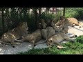Крепыши из юного прайда спят вместе! Тайган Strong lions from the young pride sleep together! Taigan