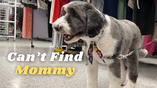 Dog Getting Lost in a Department Store