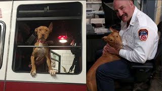 Dog Left Behind By Her Family Hangs Out With Firefighters All Day Now by Tiny Cuisine 70 views 2 years ago 1 minute, 15 seconds