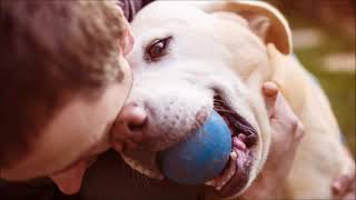 Two Hours of RELAXING Music for Dogs [ Beethoven ] screenshot 5